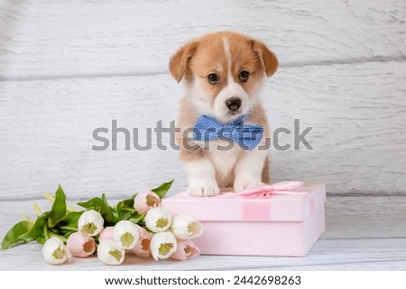 Cute Welsh corgi puppy in a bow tie with spring pink tulip flowers on a light wooden background