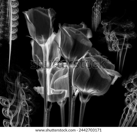 White on black  Lisianthus flowers inversion with swirling smoke background