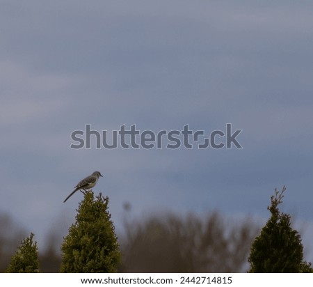 Mockingbird perched on the peak of tree