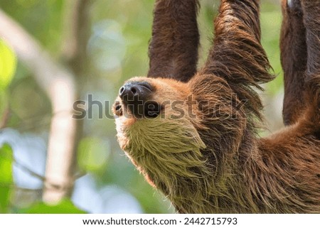The Hoffmann's two-toed sloth (Choloepus hoffmanni), also known as the northern two-toed sloth. Species of sloth from Central and South America. Royalty-Free Stock Photo #2442715793