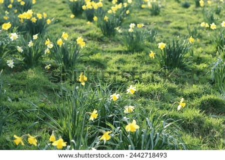 Daffodils in a meadow in spring sunshine