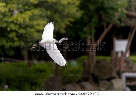 Great egret in flight , wings wide open, park in Taiwan