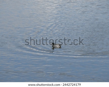 A Gadwall duck drake flapping its wings, revealing its colorful wing feathers in a calm tranquil lake.