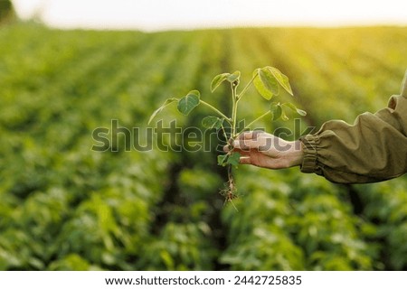 Close up of soybean plant in farmer's hand on natural cultivated soya field background. Agriculture environmental protection. Crops care concept and control of growth and development of sprouts Royalty-Free Stock Photo #2442725835