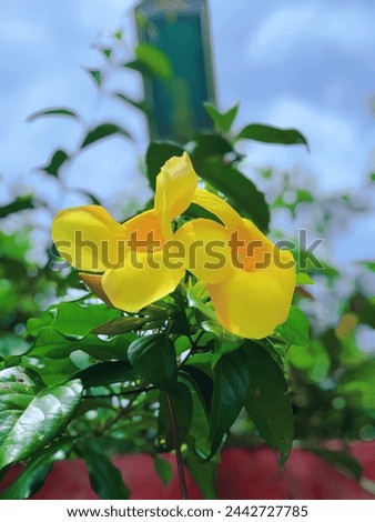 This ornamental plant is known as the Golden Trumpet Flower or Bell Flower