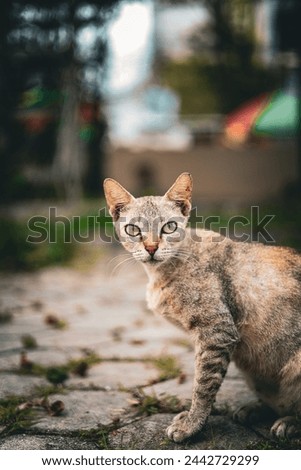 Gray-brown striped cat. Outbred domestic cat.looking at you