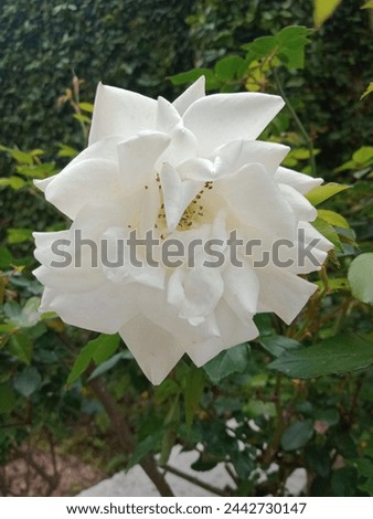 White rose flower in garden