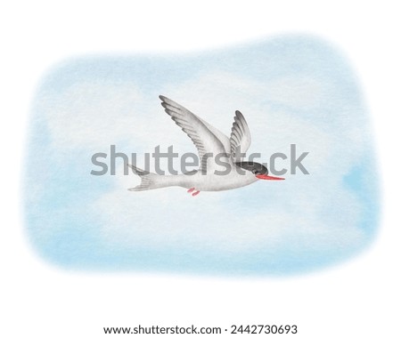 Watercolor illustration. Hand painted arctic tern on blue sky. Bird with spread white wings, feathers, red beak, black head. Flying seabird. Seagull, sterna. Bird in the air. Isolated animal clip art