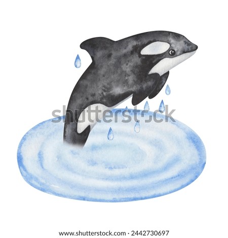 Watercolor illustration. Hand painted black-and-white orca. Killer whale jumping from sea, ocean with drops of water. Underwater mammal animal. Sea and ocean life. Isolated cartoon clip art for banner