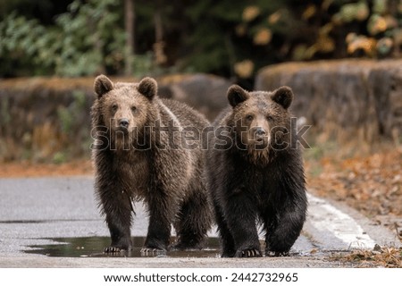 Two brown bears cubs playing in the water wildlife photography