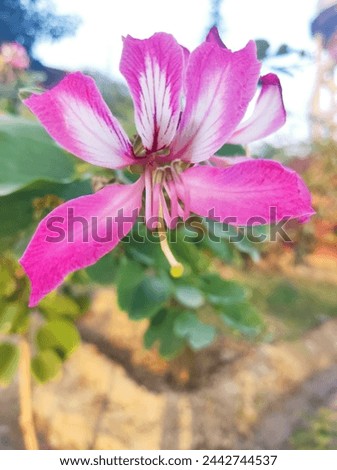 A beautiful picture of flower of Bauhinia variegate, Kachnar in Urdu, taken while visiting a park near my house.