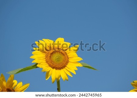 Sunflowers in full bloom against the blue sky
