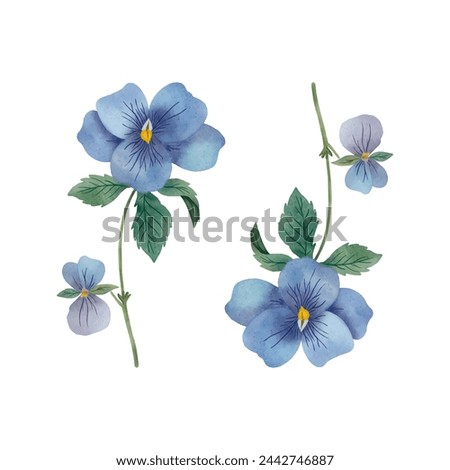 Vector pansies isolated in watercolor style. Pansies clip art foe wedding decor. hand drawn botanicals