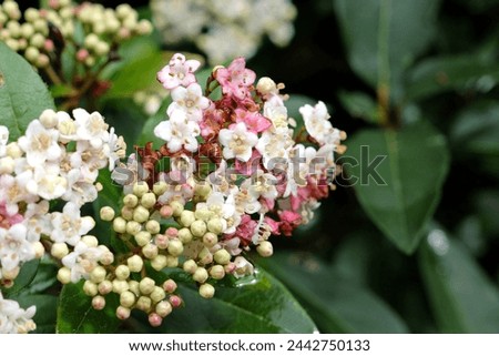 Dainty white and pink Viburnum tinus laurustinus 'Pink Prelude' in flower.  Royalty-Free Stock Photo #2442750133