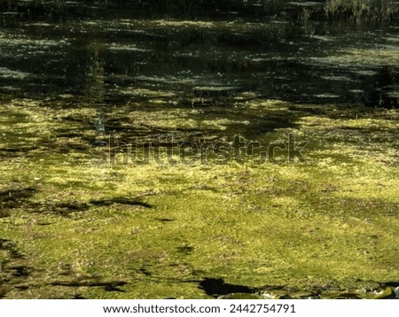 View of a pond with water surface covered with green blooming algae in a park. Thick layer of algae in water