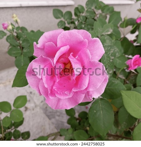 Nice Flower Rose nature Awesome picture 