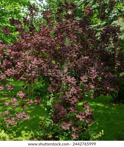 Cotinus coggygria Royal Purple (Rhus cotinus, the European smoketree) with young red foliage of against spring garden background. Royalty-Free Stock Photo #2442765999