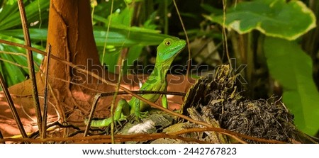 Picture of a lizard that can be found in the national parks in Costa Rica