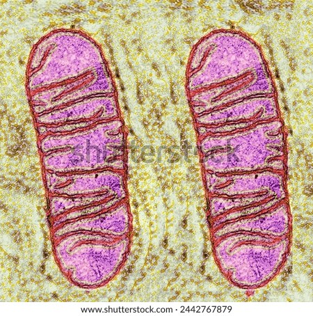 Mitochondria are visible under the light microscope although little detail can be seen. Royalty-Free Stock Photo #2442767879