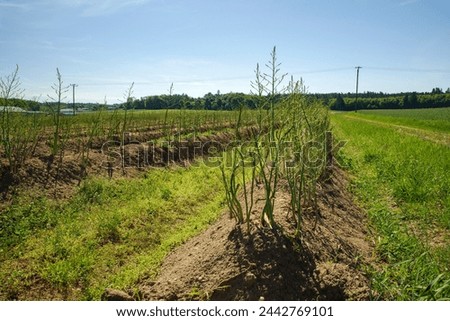 Full grown green asparagus in the field after harvest time on a sunny summer day Royalty-Free Stock Photo #2442769101