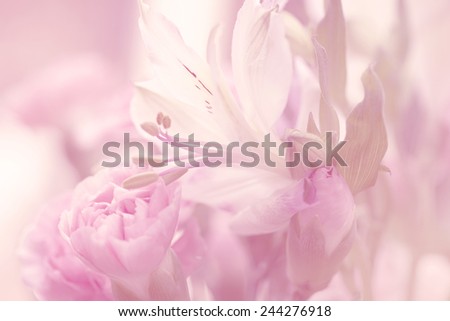 flower on soft vivid color