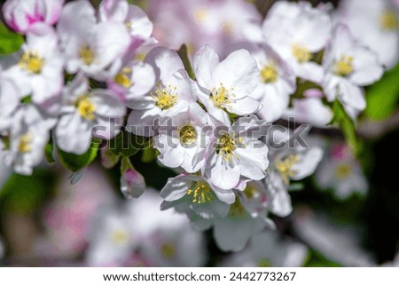 appletree blossom branch in the garden in spring Royalty-Free Stock Photo #2442773267
