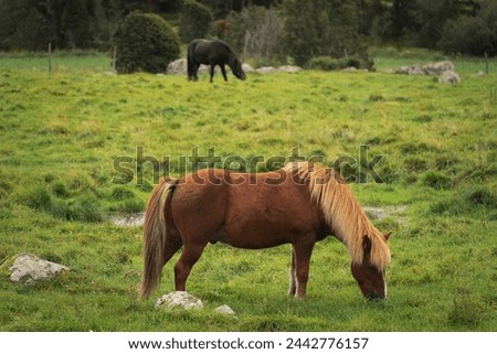 Horses graze in a field in a meadow. Brown and black horse. High quality photo