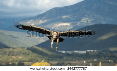 Griffon vulture, in flight (Gyps fulvus)
