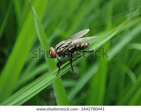 This picture is a natural picture and a beautiful fly is sitting in the middle of the nature. It may look like a graphic design and the picture is very beautiful.