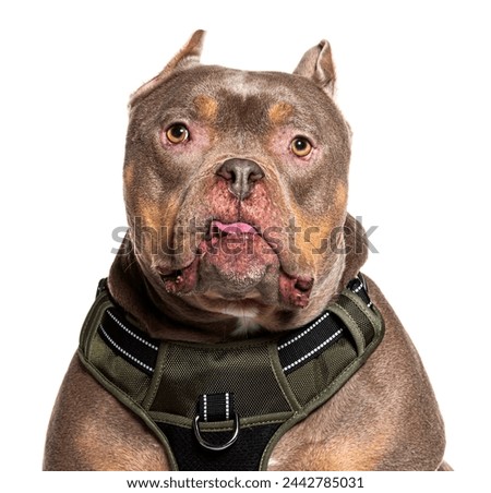 Close-up of a well-trained American Bully breed dog with a harness, isolated on a white background Royalty-Free Stock Photo #2442785031