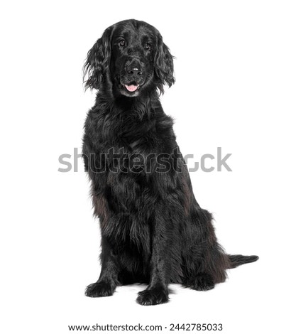 Portrait of a calm black dog sitting isolated on a black background Royalty-Free Stock Photo #2442785033