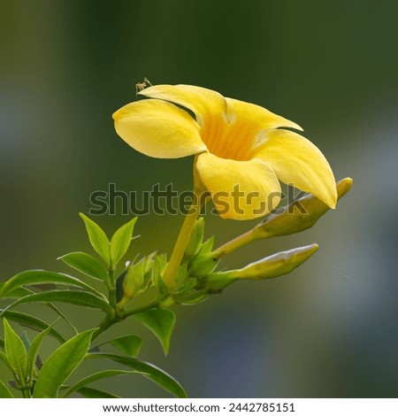 Beautiful colored yellow flower background image