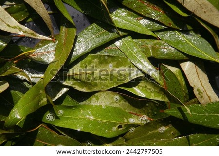 Eucalyptus Leaf. Eucalyptus leaves. Picture Frame. Business Card Blank. Eucalyptus leaves. Eucalyptus leaves. Nature. Tree Branch. Leaf. Green Leaf. Garden Plant. Backgrounds and Textures. Tree Leaf. 