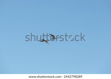 A whooper swan (Cygnus cygnus) flies home on a spring day, from below