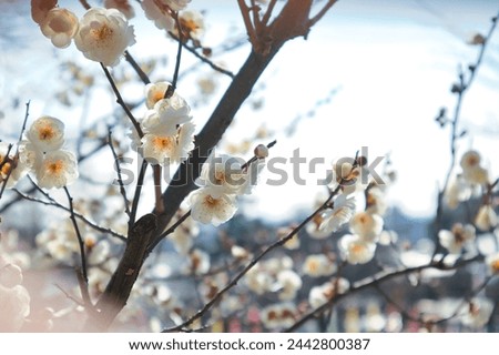 Fluffy and cute white plum blossoms in March Royalty-Free Stock Photo #2442800387