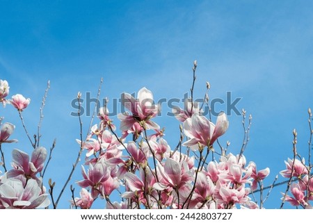 Beautiful magnolia flowers on blue sky background, selective focus.