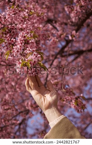 Woman’s hand reaching a cluster of fully bloomed sakura