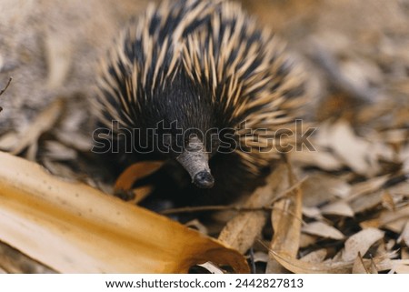 A small brown and white animal with a long pointed nose. It is a porcupine. The porcupine is standing on a pile of leaves and twigs