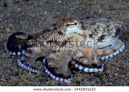 coconut octopus on sand background while diving in Indonesia