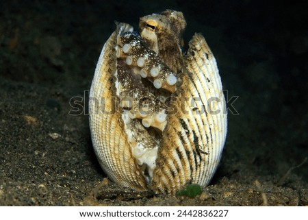 Coconut Octopus hiding in shells on sandy bottom. Underwater image taken scuba diving in Indonesia.