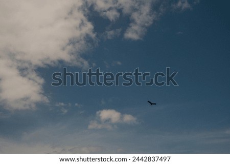 Wide view up to the sky horizontally shot black bird with wings spread against a bright blue and white sky. In the lower third of the picture. Room for copy. Puffy white clouds. Looking up in the air.