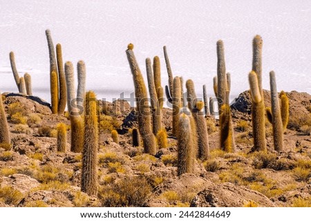 Cactuses on Incahuasi Island, or Inkawasi, or Inka Wasi. Salt flat Salar de Uyuni, Altiplano, Bolivia Royalty-Free Stock Photo #2442844649
