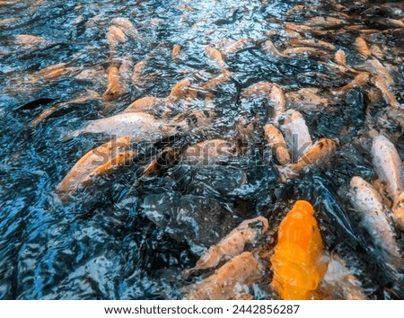 Tilapia cultivation in clear water  Royalty-Free Stock Photo #2442856287