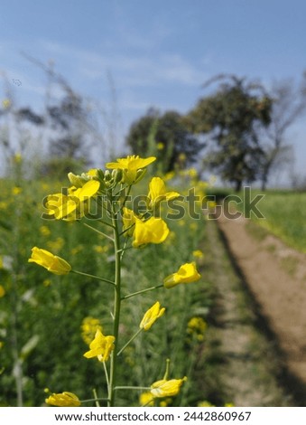 Download the perfect yellow flower picture, best free yellow flower image. Free download.