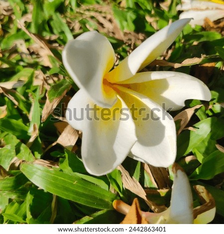 Frangipani, Plumeria, Temple Tree, Graveyard Tree, are popular plants because the flowers have a variety of beautiful colors, including white and light yellow. Royalty-Free Stock Photo #2442863401