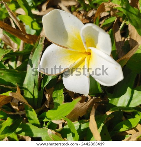 Frangipani, Plumeria, Temple Tree, Graveyard Tree, are popular plants because the flowers have a variety of beautiful colors, including white and light yellow. Royalty-Free Stock Photo #2442863419