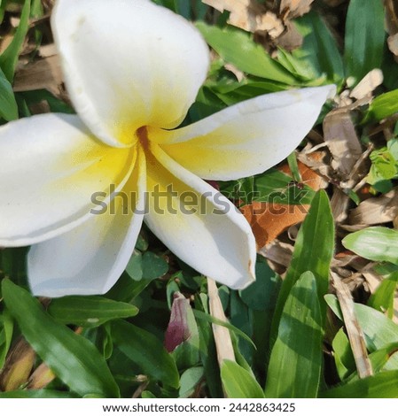 Frangipani, Plumeria, Temple Tree, Graveyard Tree, are popular plants because the flowers have a variety of beautiful colors, including white and light yellow. Royalty-Free Stock Photo #2442863425