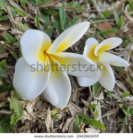 Frangipani, Plumeria, Temple Tree, Graveyard Tree, are popular plants because the flowers have a variety of beautiful colors, including white and light yellow.