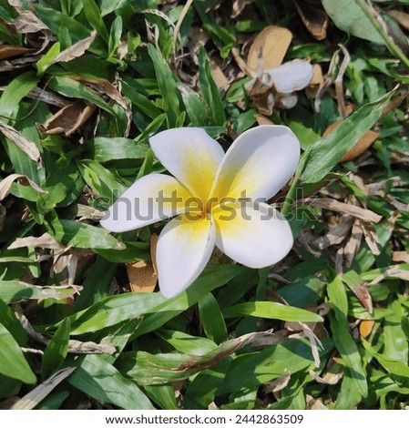 Frangipani, Plumeria, Temple Tree, Graveyard Tree, are popular plants because the flowers have a variety of beautiful colors, including white and light yellow. Royalty-Free Stock Photo #2442863509