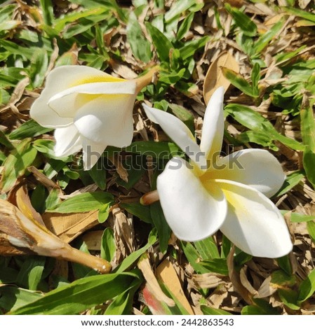 Frangipani, Plumeria, Temple Tree, Graveyard Tree, are popular plants because the flowers have a variety of beautiful colors, including white and light yellow. Royalty-Free Stock Photo #2442863543